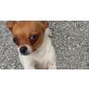 Balu, Chihuahua kurzhaariger Schlag - Rüde