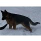 Balu, Deutscher Schäferhund - Rüde