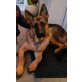 Balu, Deutscher Schäferhund Welpen - Rüde