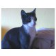 Balu, Europäische Kurzhaarkatze - Kater