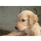 Balu, Golden Retriever Welpen - Rüde