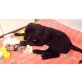 Balu, Goldenretriever reinrassig,Schäferhündin  Welpen - Rüde