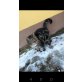 Balu, Hauskatze - Kater