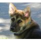Balu, Husky- Schäfer- I Welpen - Rüde