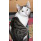 Balu, Katerchen Balu sucht neues Platzerl! - Kater