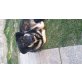 Balu, Kaukasischer Hirtenhund Mix - Rüde