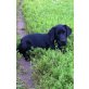 Balu, Labrador Retriever Welpen - Rüde
