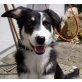 Balu, Mischling - Rüde