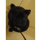 Balu, Mops Welpen - Rüde