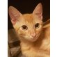 Balu, Pflegestelle in Plankstadt - Kater