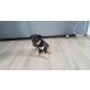 Balu, Samojede Pitbull Welpen - Rüde
