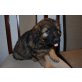 Balu, Schäferhund, Flat Coated Redriever Welpen - Rüde