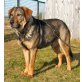 Balu, Schäferhundmischling - Rüde