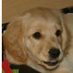 Balu, Spaniel, Golden Retriever und Spitz Welpen - Rüde