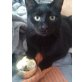 Balu - TSV SOS-Katze, Balu sucht seinen Dosenöffner - Kater