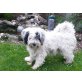Balu, Tibet-Terrier - Rüde
