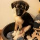 Balu ist ein schlaues Kerlchen, Mischlingswelpe Welpen - Rüde