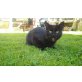 Balu sucht, Plätzchen mit Freigang! - Kater