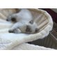 Balu und Baghira, Britisch Kurzhaarkatze - Kater