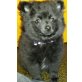 Balu und Nala, Zwergspitz - Rüde