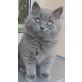 Balu vom Sternschauer, Britisch Langhaar - Kater