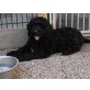 Balu vom Visselsee, Labradoodle F1b schwarz mit Ahnentafel Welpen - Rüde