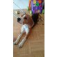 Baluh, Beagle - Rüde