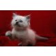 Bam Bam, Bailey, Black Pearl, Ragdoll - Kater
