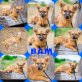 Bam, Mix - Rüde