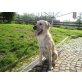 Bambú, Griffon-Mastin-Mix - Rüde