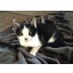 Bambam, EKH - Kater