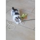 Bambam, Europäisch Kurzhaar - Kater