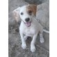 Bambam, Mischling Welpen - Rüde