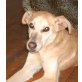 Bambi 4, Pinscher-Mixhündin - Hündin