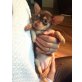 Bambi, Chihuahua kurzhaariger Schlag Welpen - Hündin