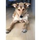 Bambi, Collie-Mischling - Hündin