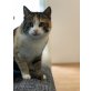Bambi, Hauskatze - Katze
