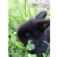 Bambi & Klopfer, Löwenkopf-Teddy-Mix