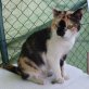 Bambi, bunte - Katze