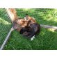 Bambi und Feline, Mischling - weiblich