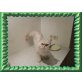 Bambina, Perser Silber - Katze