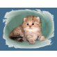 Bambina vom Marchfeld, Exotisch Kurzhaar - Katze