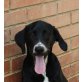 Bambino, Pointer Mix - Rüde