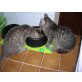 Bambino und Bacio, EKH - Kater