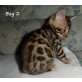 Bamboo, Bengalkatze - Kater