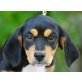 Bambus, Beagle-Terrier-Mischling Welpen - Rüde