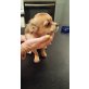 Bamby, Chihuahua langhaariger Schlag - Hündin