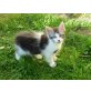 Banana Joe, Maine Coon - Kater