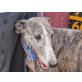 Bandera, Galgo Español - Hündin