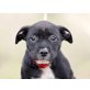 Bandi, Pitbull/Cane Corso oder Presa Canario Welpen Welpen - Rüde